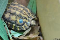 Durrell Wildlife Conservation Trust