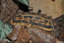 Durrell Wildlife Conservation Trust