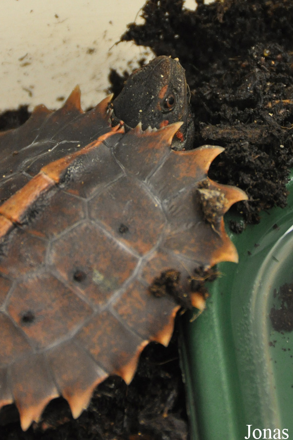 Durrell Wildlife Conservation Trust
