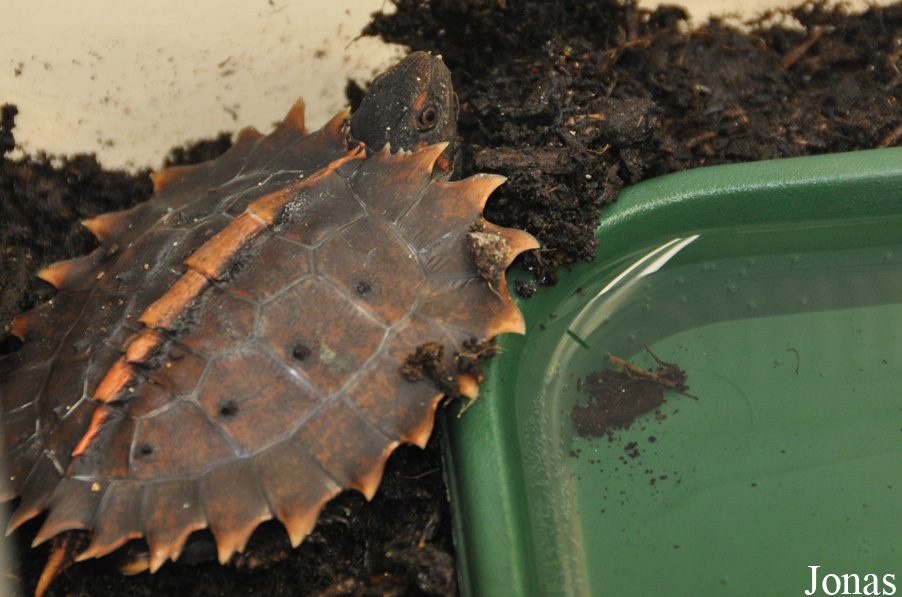 Durrell Wildlife Conservation Trust