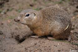 Spermophilus citellus
