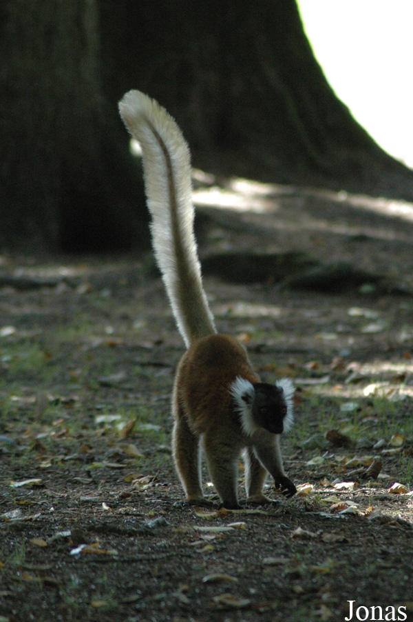 Parc de Branféré