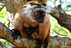 Eulemur macaco