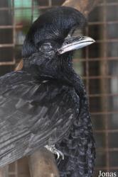 Cephalopterus ornatus