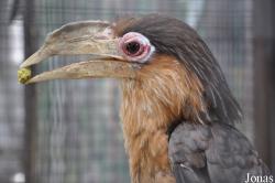 Pata Zoo