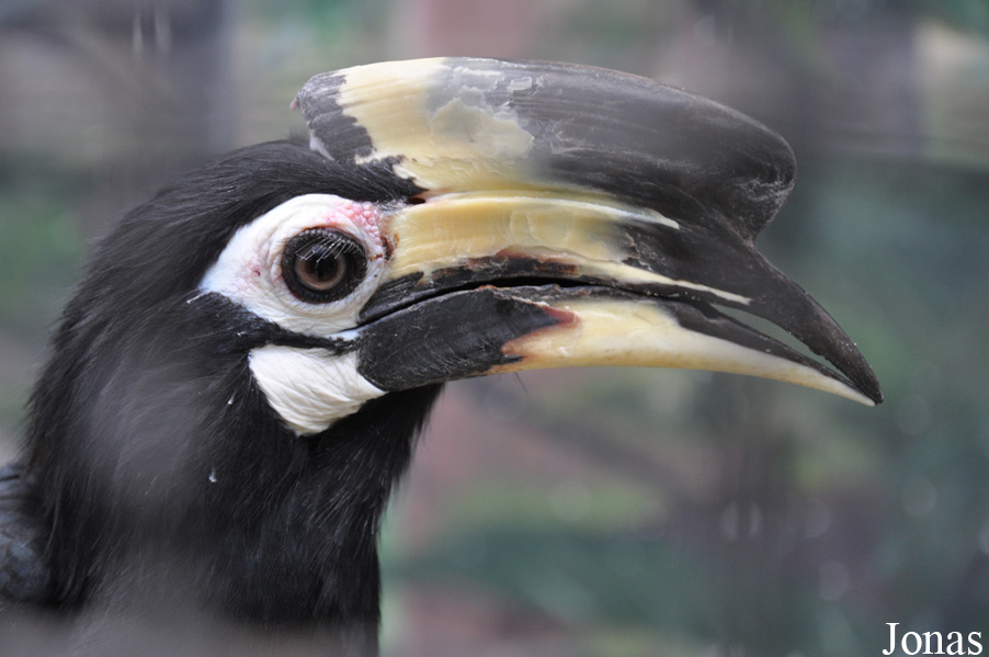 Pata Zoo