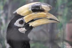 Pata Zoo