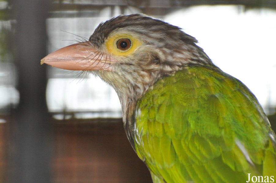 Pata Zoo