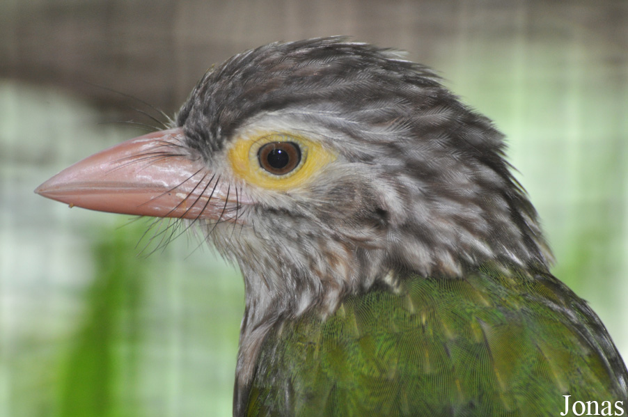 Pata Zoo