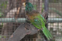 Psilopogon virens