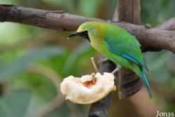 Chloropsis cochinchinensis