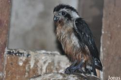 Microhierax fringillarius
