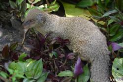Herpestes javanicus