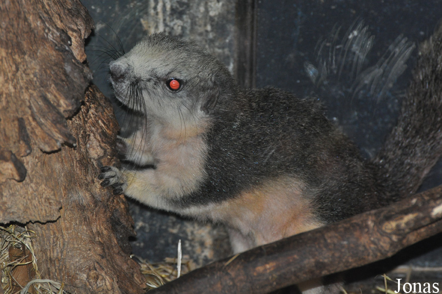 Pata Zoo