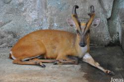 Pata Zoo
