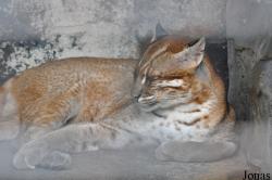 Pata Zoo