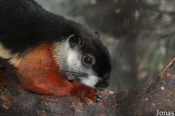 Pata Zoo