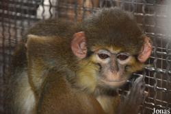 Pata Zoo