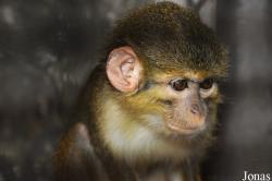 Pata Zoo