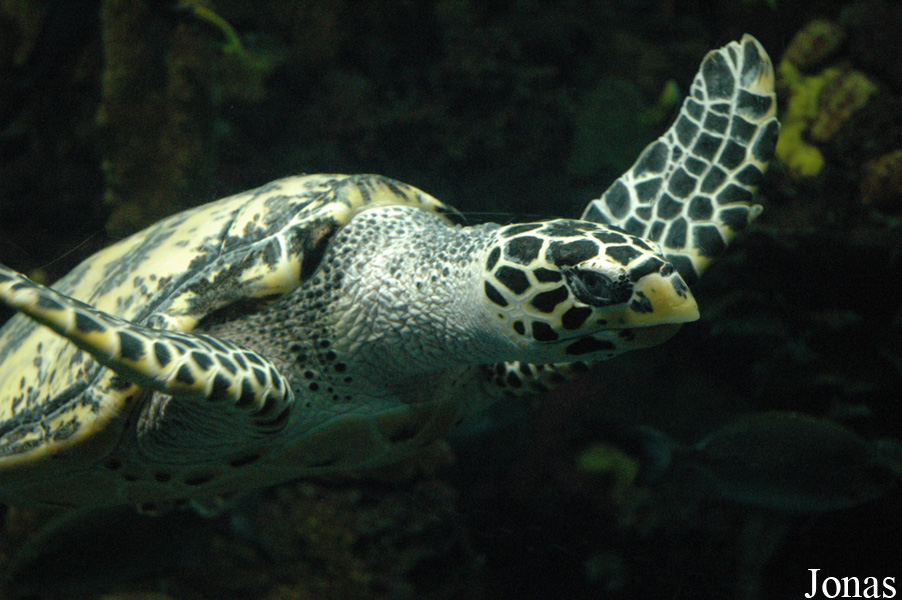 Changfeng Ocean World