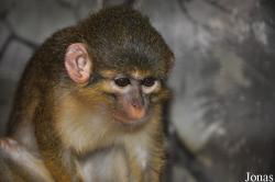 Pata Zoo