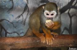 Pata Zoo