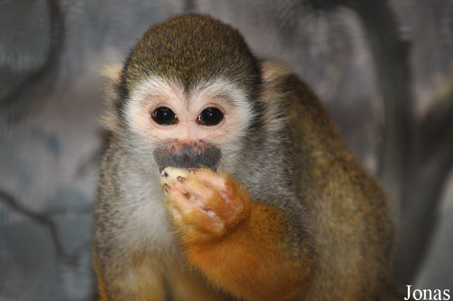 Pata Zoo