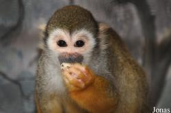 Pata Zoo