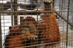 Pata Zoo