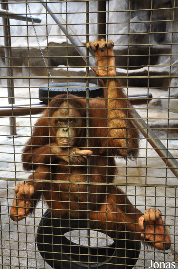 Pata Zoo