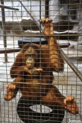 Pata Zoo