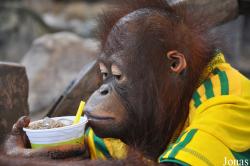 Pata Zoo