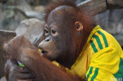 Pata Zoo