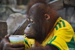 Pata Zoo