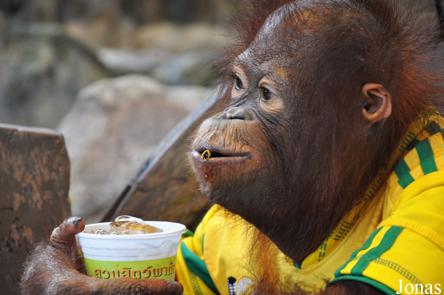 Pata Zoo