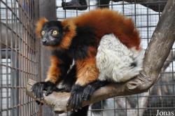 Pata Zoo