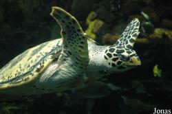 Changfeng Ocean World