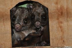 Aeromys tephromelas