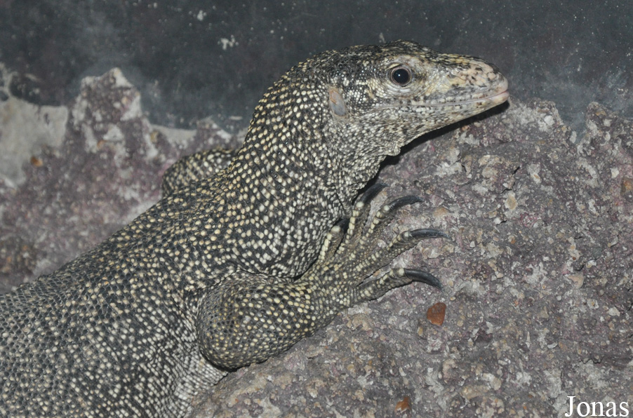 Pata Zoo