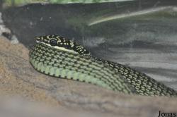 Chrysopelea ornata