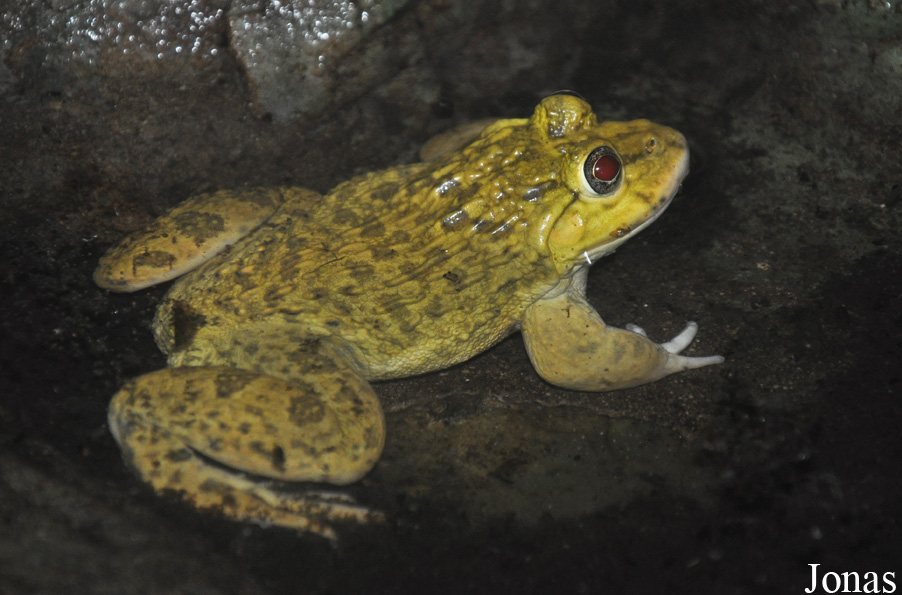 Pata Zoo