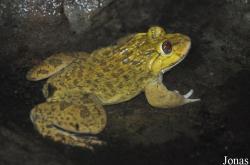 Hoplobatrachus rugulosus