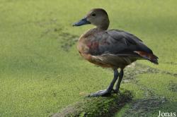 Bangpra Water Bird Breeding Station (P)