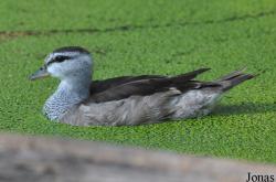 Bangpra Water Bird Breeding Station (P)