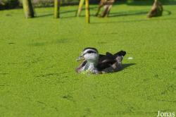 Bangpra Water Bird Breeding Station (P)