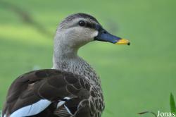 Bangpra Water Bird Breeding Station (P)