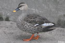 Bangpra Water Bird Breeding Station (P)