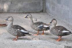 Bangpra Water Bird Breeding Station (P)