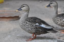 Bangpra Water Bird Breeding Station (P)