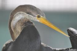 Anhinga melanogaster